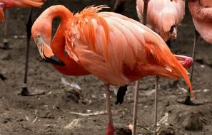 Flamingo Bird Colorful