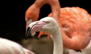 Flamingo Bird Colorful