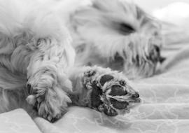 Dog Canine Cute