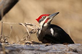 Woodpecker Bird Wildlife
