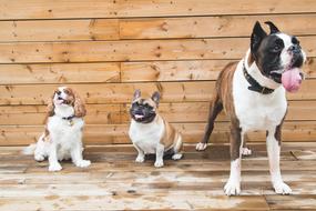 cute dogs in a row