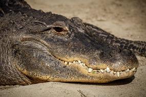 Alligator Reptile Missisipi