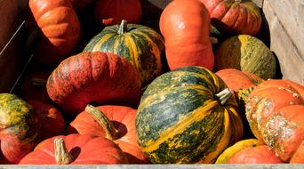 Delicious ripe orange pumpkins