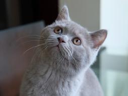 Cat British Blue Kitten