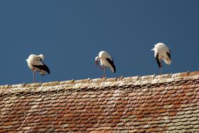 Stork Bird Storks