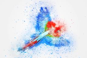 bird parrot feathers flying