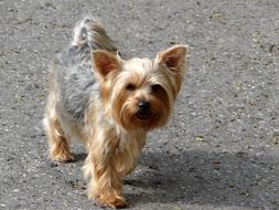 Dog Small Animal A Friend Of
