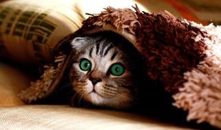 Cat Blanket Hide