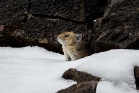 Animal Winter Snow