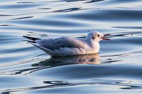 Seagull Bird Animal