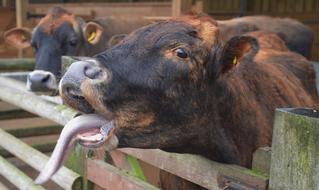 Cow Jersey Livestock