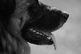 the dog long tongue