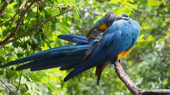 Ara Parrot Plumage
