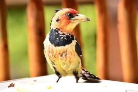 Bird Nature Colourful Crested