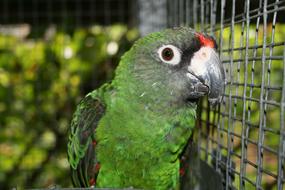 Parrot Bird macro blur