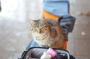 Cat Grumpy