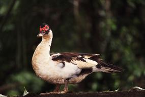 Bird Duck Wild