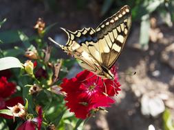 Butterfly Garden Flowers