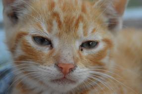 Kitten Small Pussy Cute