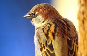 sparrow profile, close-up