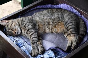 Cat Animals Sleep
