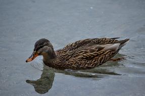 Duck Lake Water