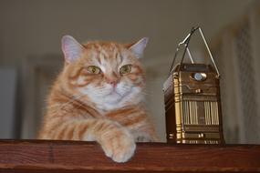 Cat Redhead Home