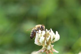 Bee Flowers Macro Close