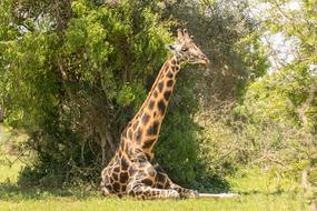 Giraffe Safari Animal