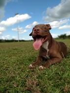 Animals Pet South America