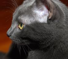 Cat Profile Gray