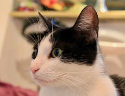 Cat Animal Pet Black And