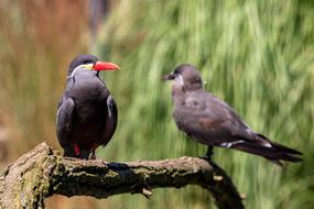 Bird Plumage Nature