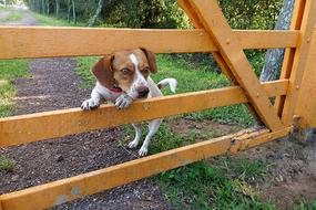 Dog Female Animal