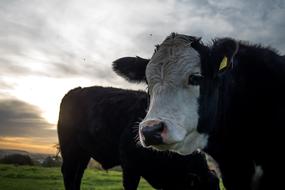 Cow Field Animal