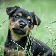 Puppy Green Black Tan