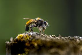 Laphria Flava Yellow Murder Fly macro view