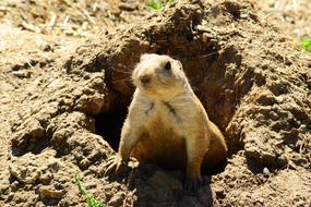 Prairie Dog Animal Mammal