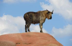 Takin Sichuan Profile