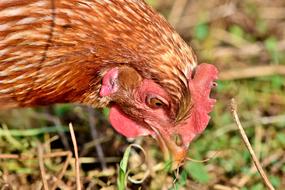 Chicken Hen Poultry Free