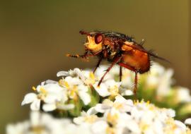 Fly Macro Insect Close