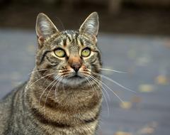 Cat Gray Domestic