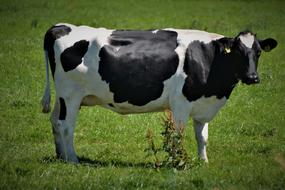 Cow Black White Animal