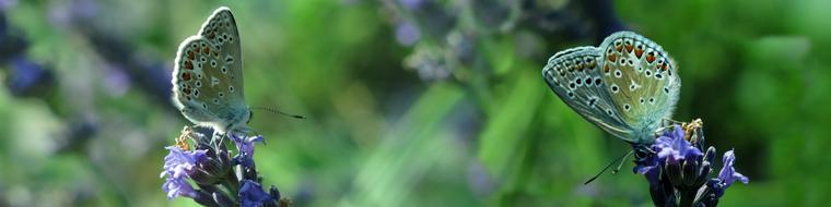 Lycaenidae Butterfly Banner