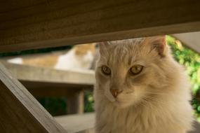 Cat Eyes Pet