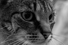 Cat Eye Feline