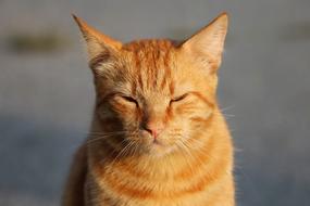 Cat Animal Pet