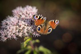 Butterfly Peacock Close Up view
