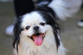 black and white japanese chin