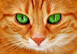 Cat Eyes Green Cat'S